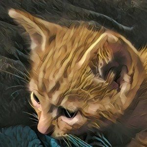 Meet your Posher, Curtis